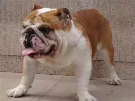 毛发白色的狗狗种类,最重感情的狗狗种类