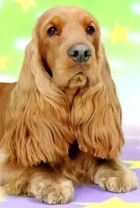 毛发白色的狗狗种类,最重感情的狗狗种类