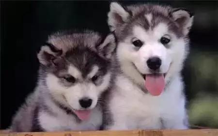 毛发白色的狗狗种类,最重感情的狗狗种类