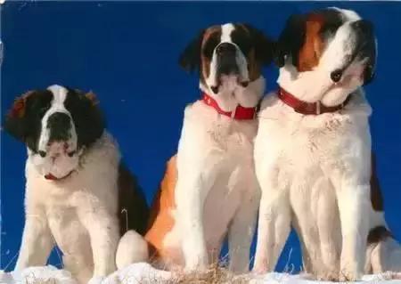 毛发白色的狗狗种类,最重感情的狗狗种类