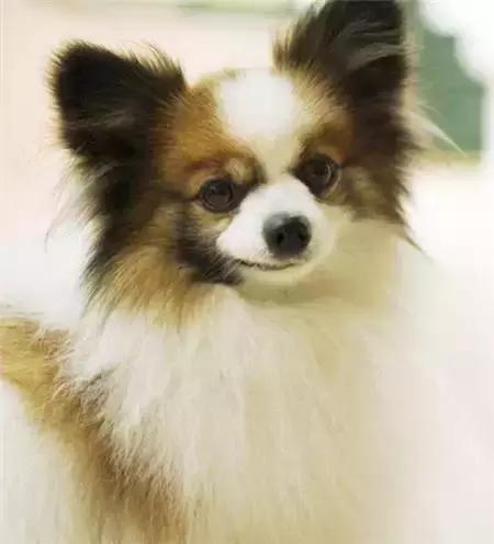 毛发白色的狗狗种类,最重感情的狗狗种类