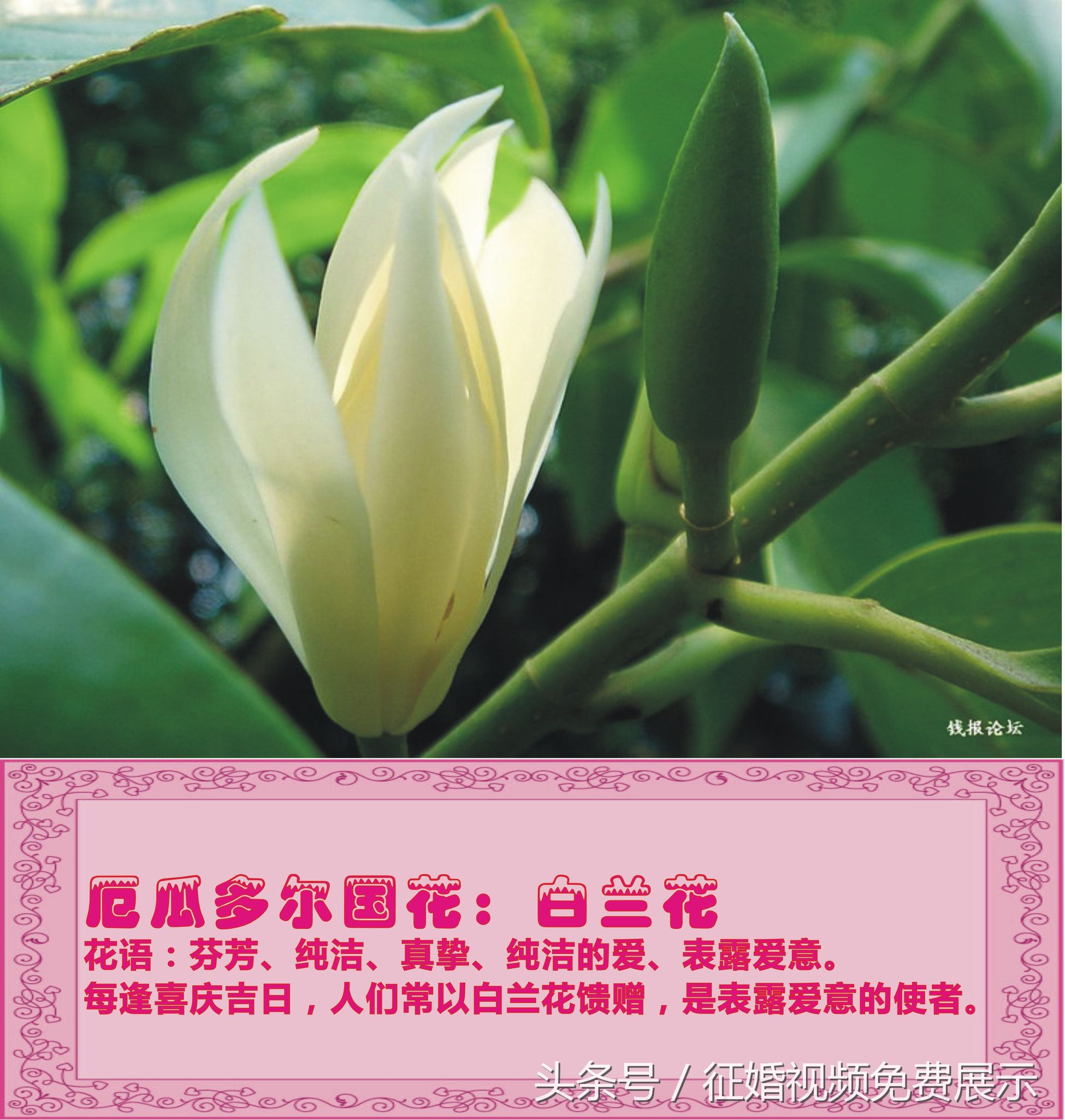 各国国花及象征意义,世界各国国花及寓意