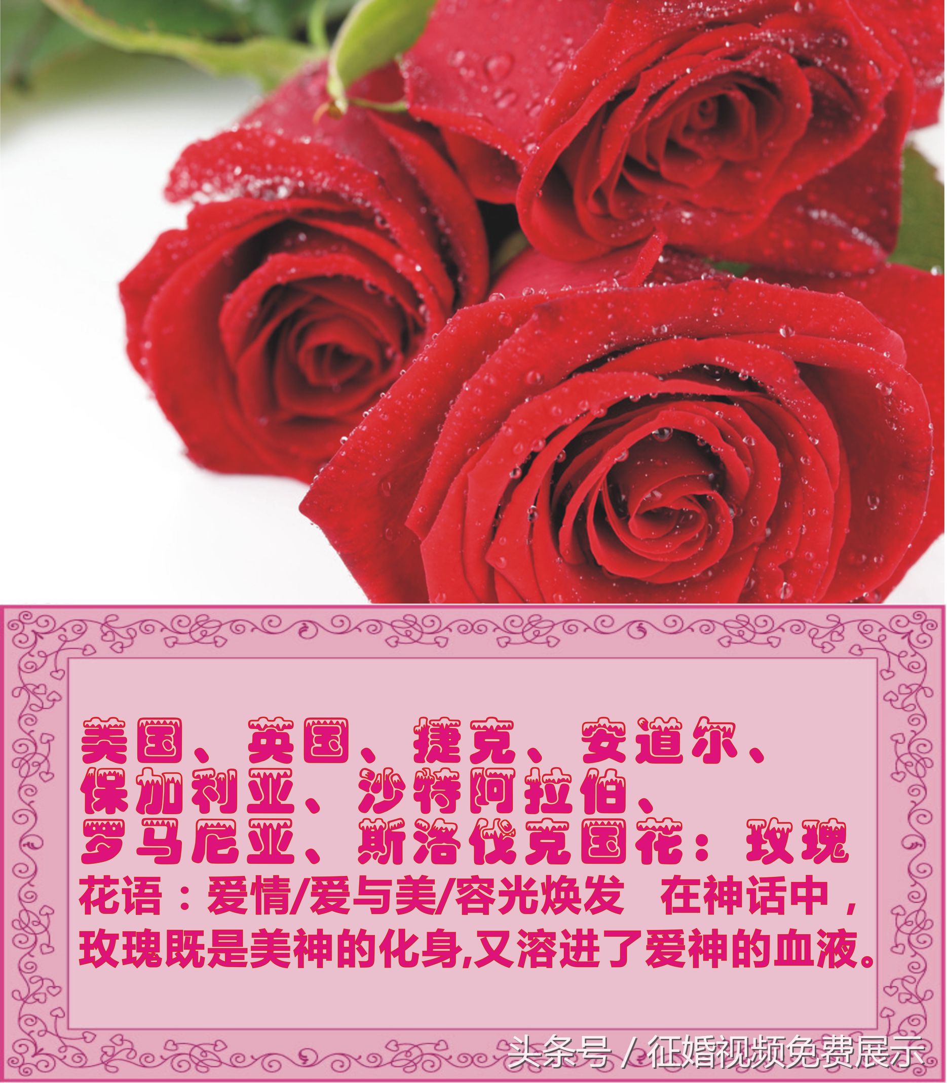 各国国花及象征意义,世界各国国花及寓意