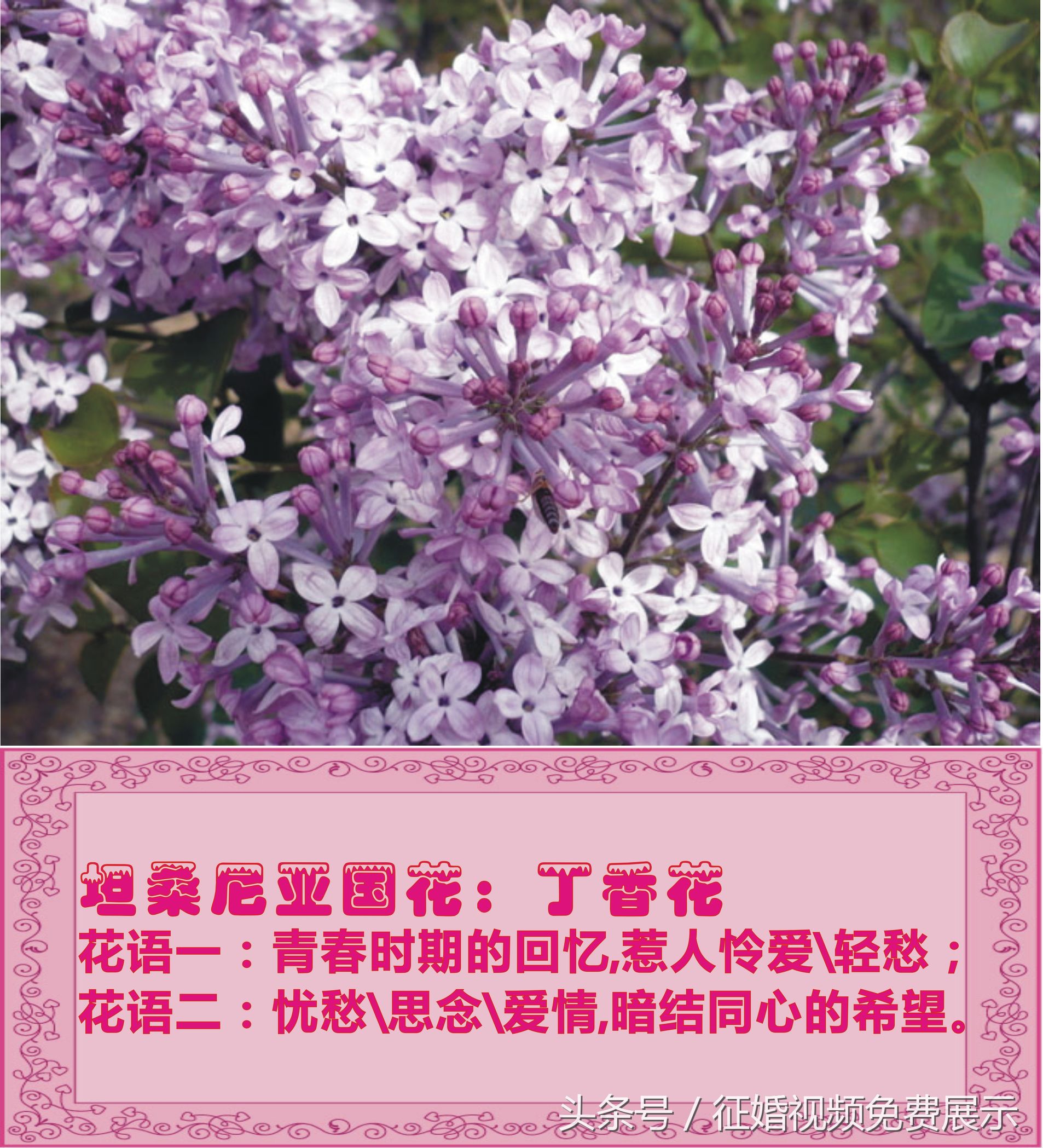 各国国花及象征意义,世界各国国花及寓意