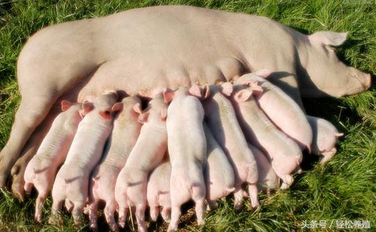 今天，我为母猪而来（中篇）