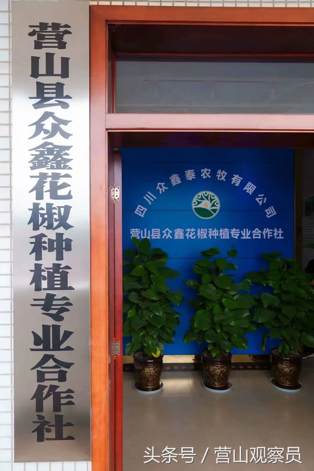 营山县老林镇众鑫泰花椒采摘,营山花椒产业园