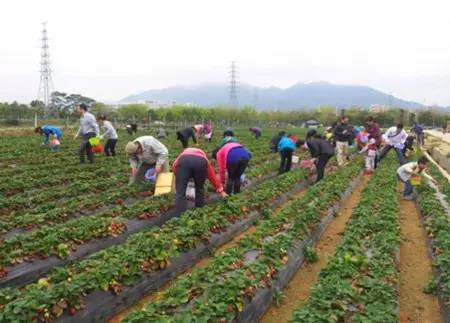 中山南区摘草莓,吐血整顿10城33个市集