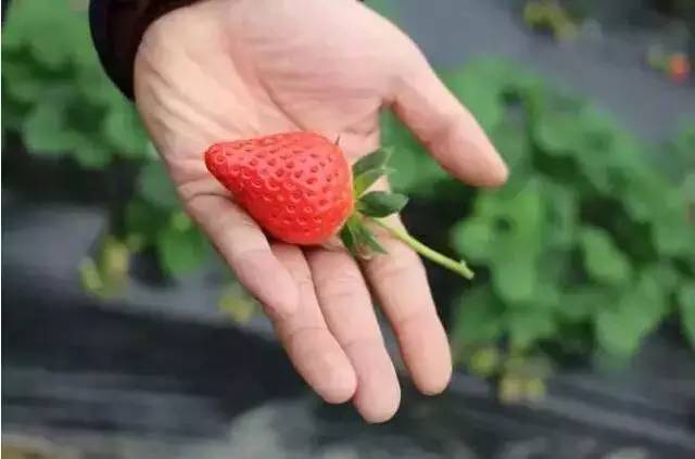 中山南区摘草莓,吐血整顿10城33个市集