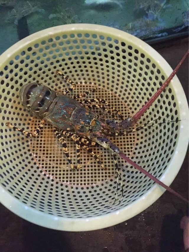 越南越美芽庄,越美芽庄是什么