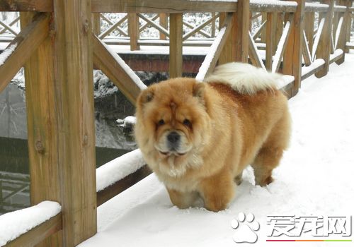 松狮犬幼犬注意些什么东西,喂养松狮犬前要做好哪些心理准备