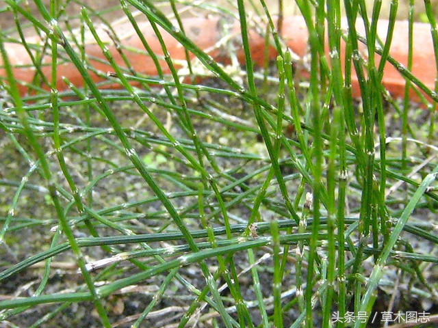 野生接骨草的作用,骨节草能吃吗