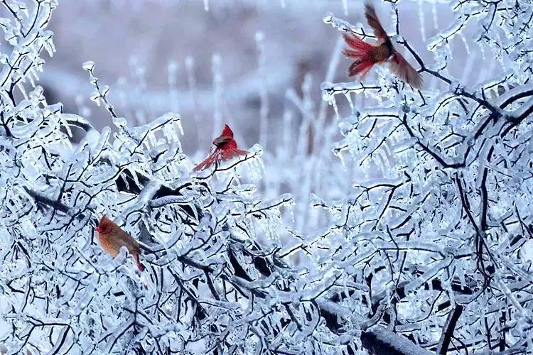 任尔东西南北风全诗隶书作品,任尔东西南北风上一句是啥