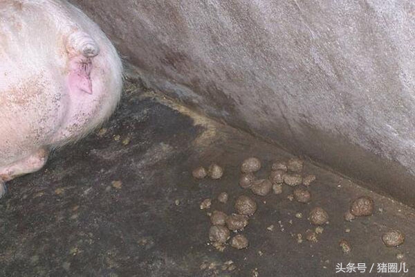 母猪的一些病,母猪的故事视频大全