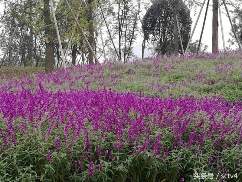 天府新区兴隆湖好玩吗,天府兴隆湖湿地公园