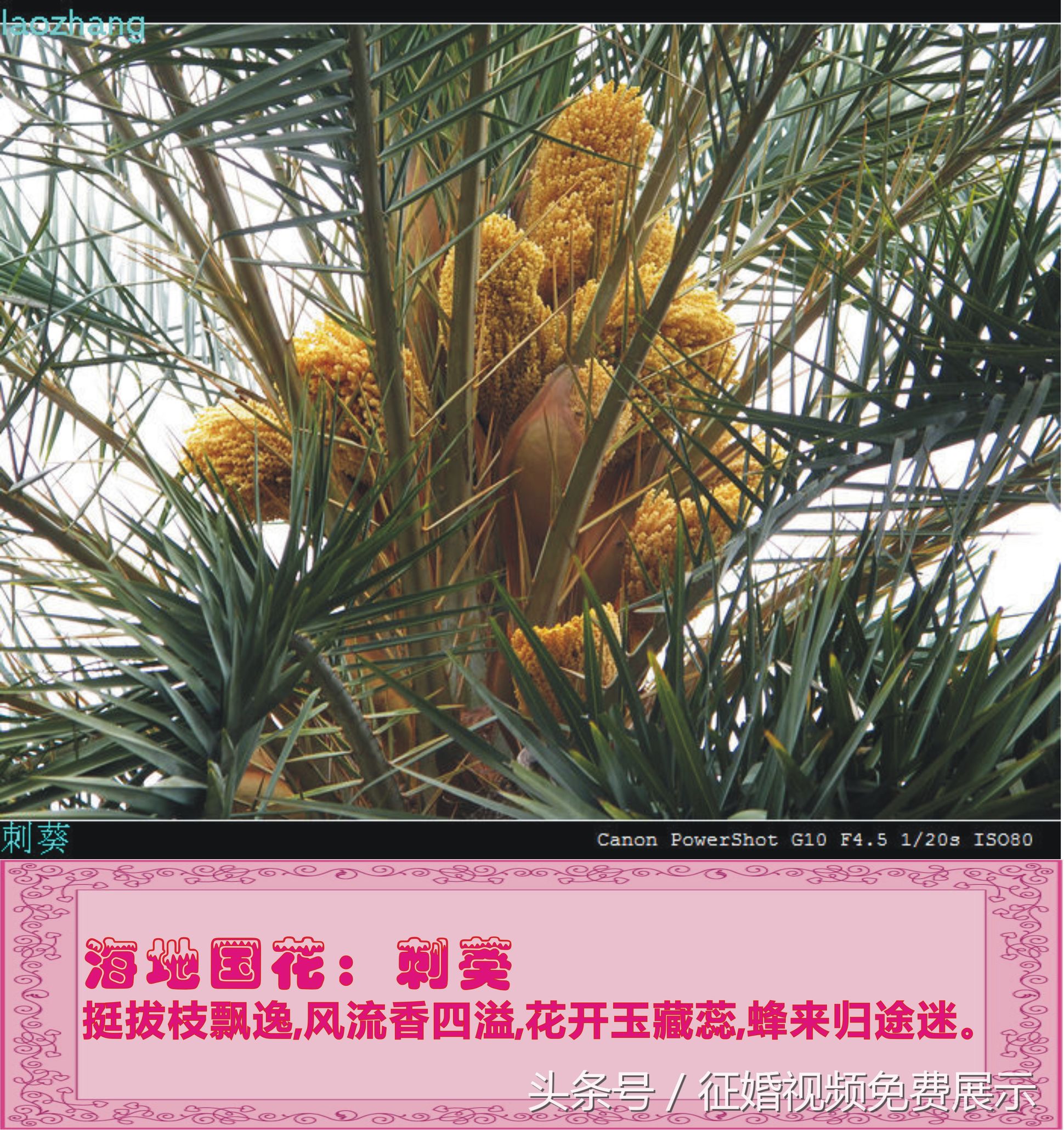 各国国花及象征意义,世界各国国花及寓意