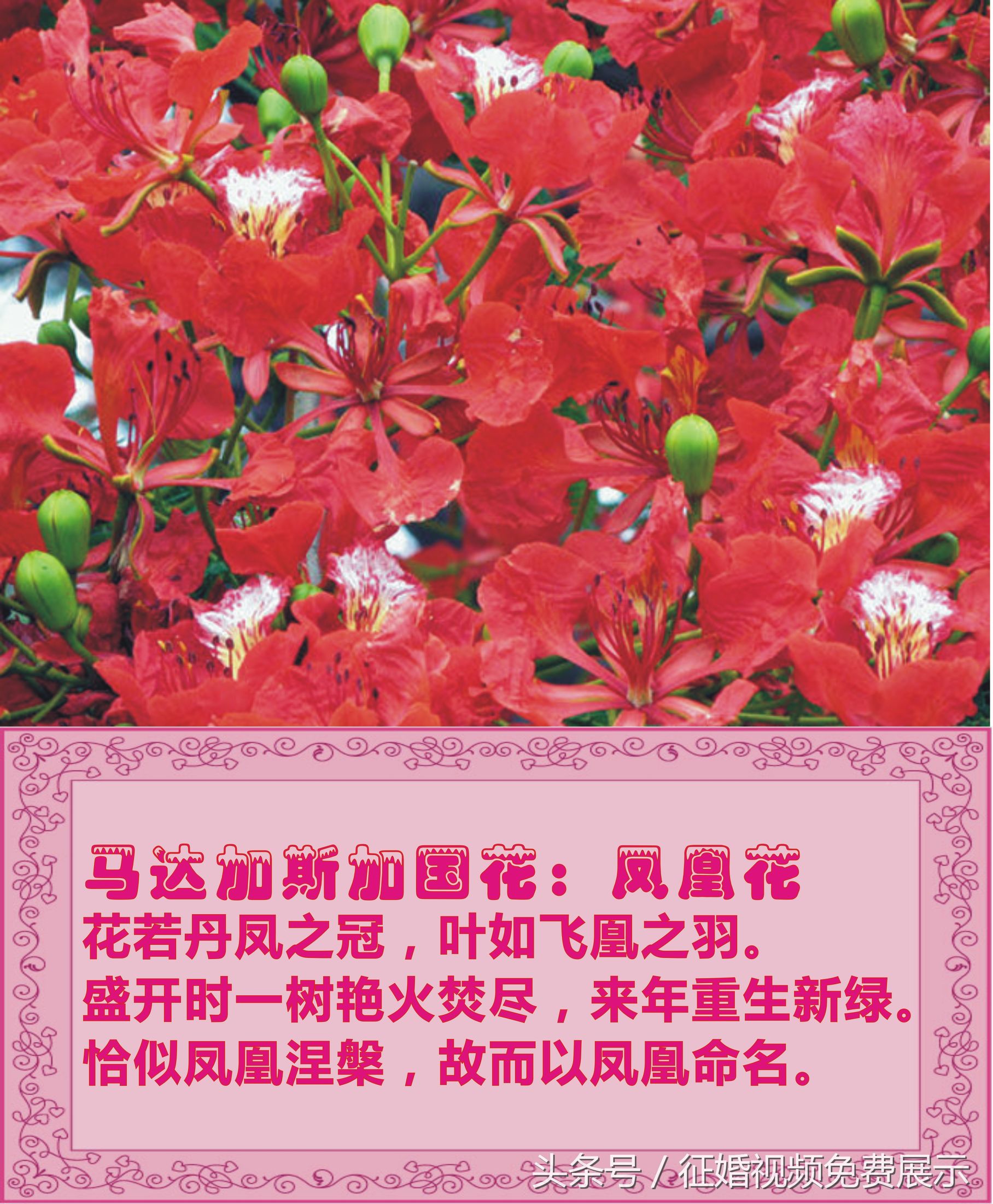 各国国花及象征意义,世界各国国花及寓意