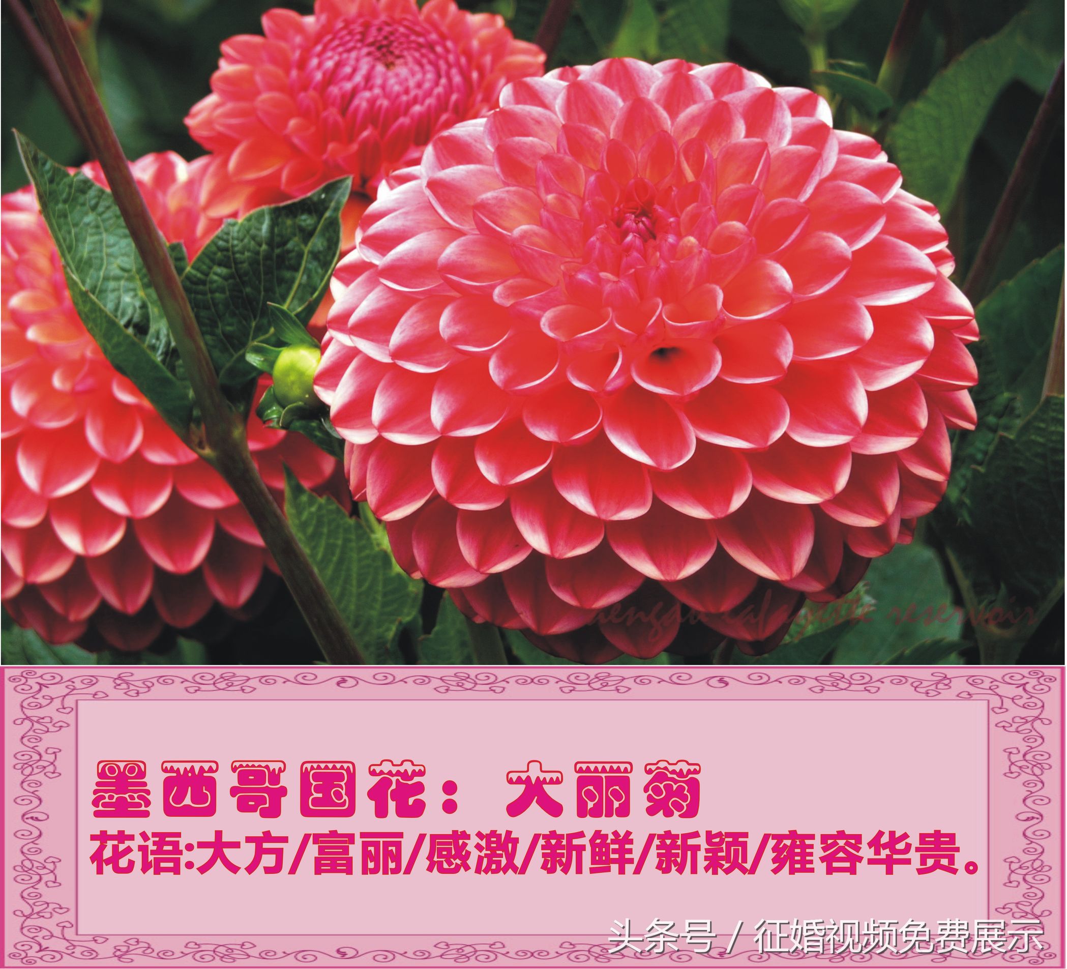 各国国花及象征意义,世界各国国花及寓意