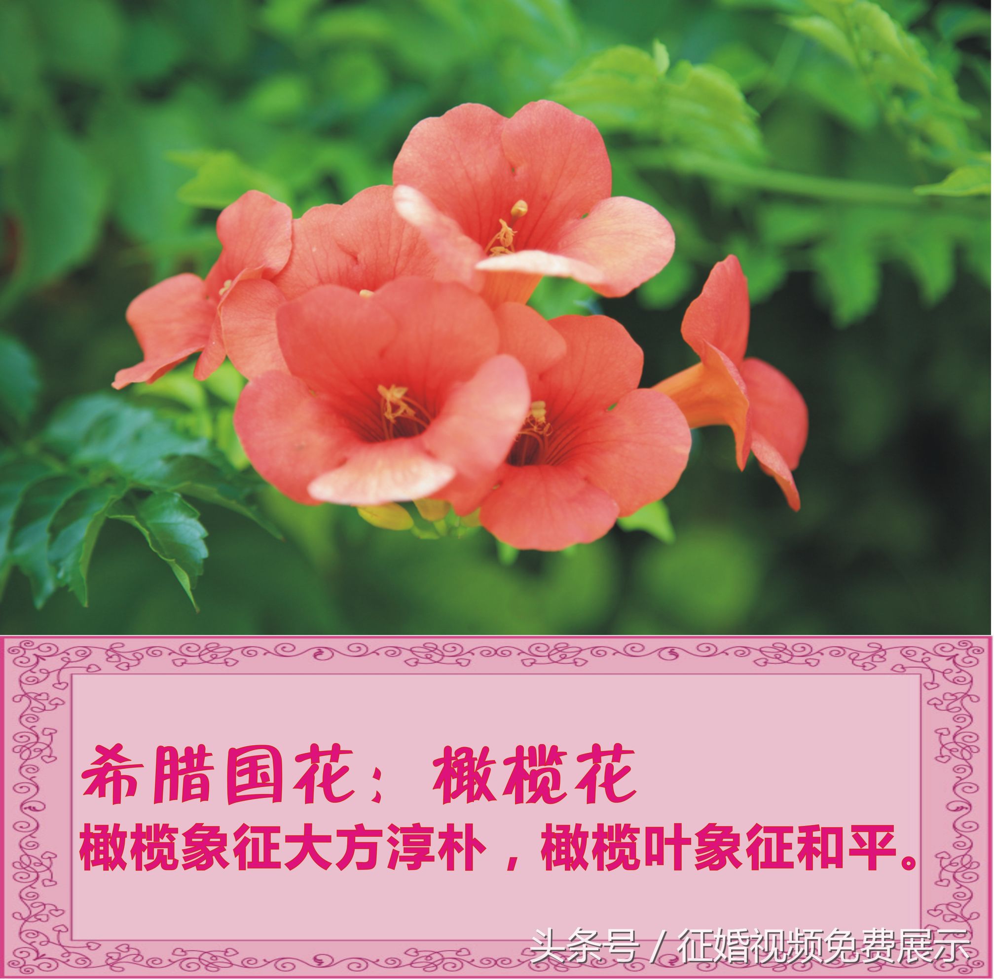 各国国花及象征意义,世界各国国花及寓意