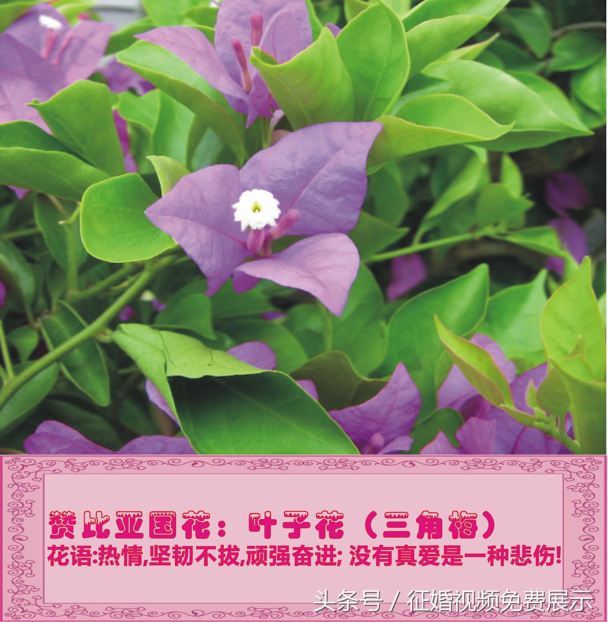 各国国花及象征意义,世界各国国花及寓意