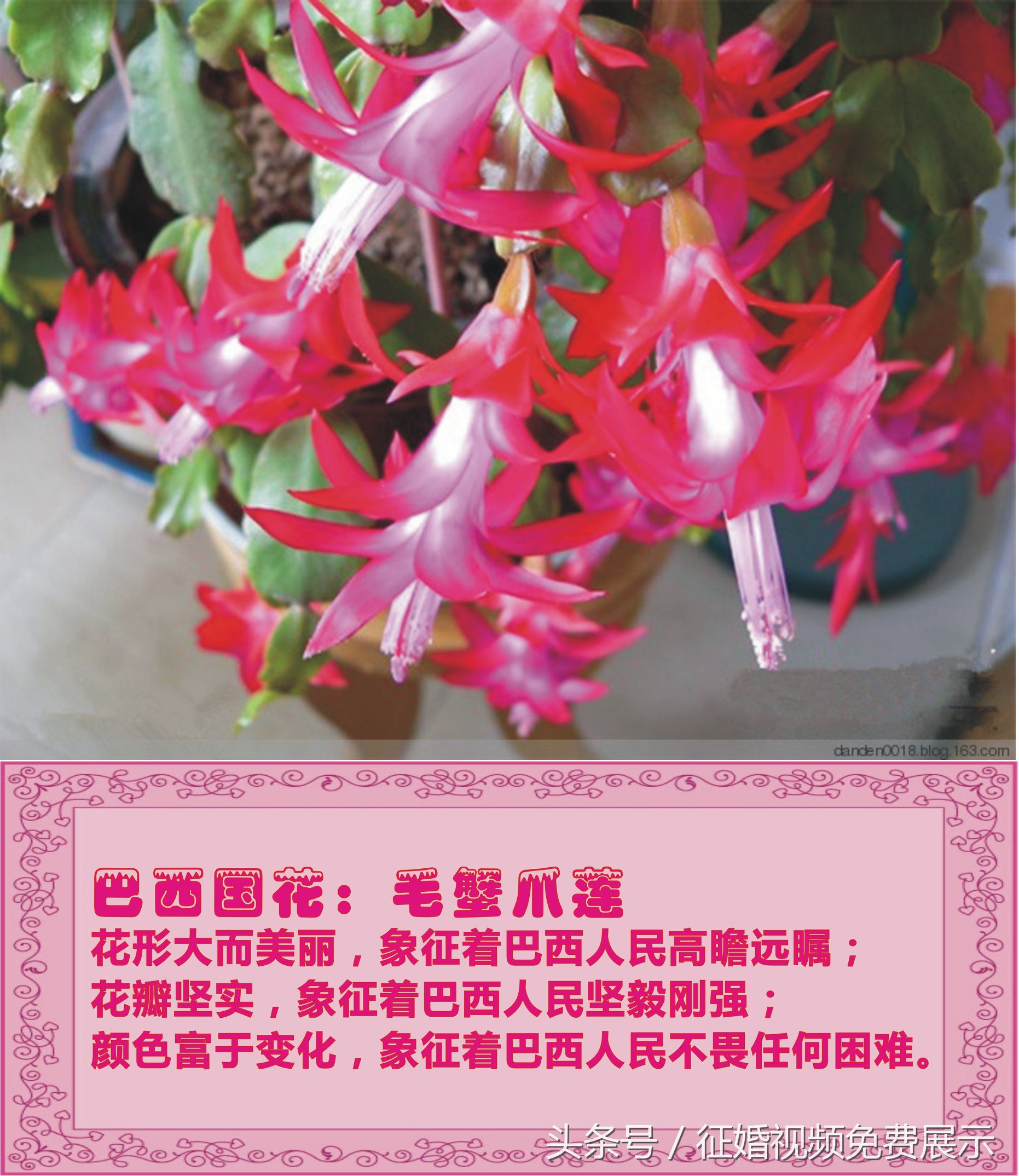 各国国花及象征意义,世界各国国花及寓意