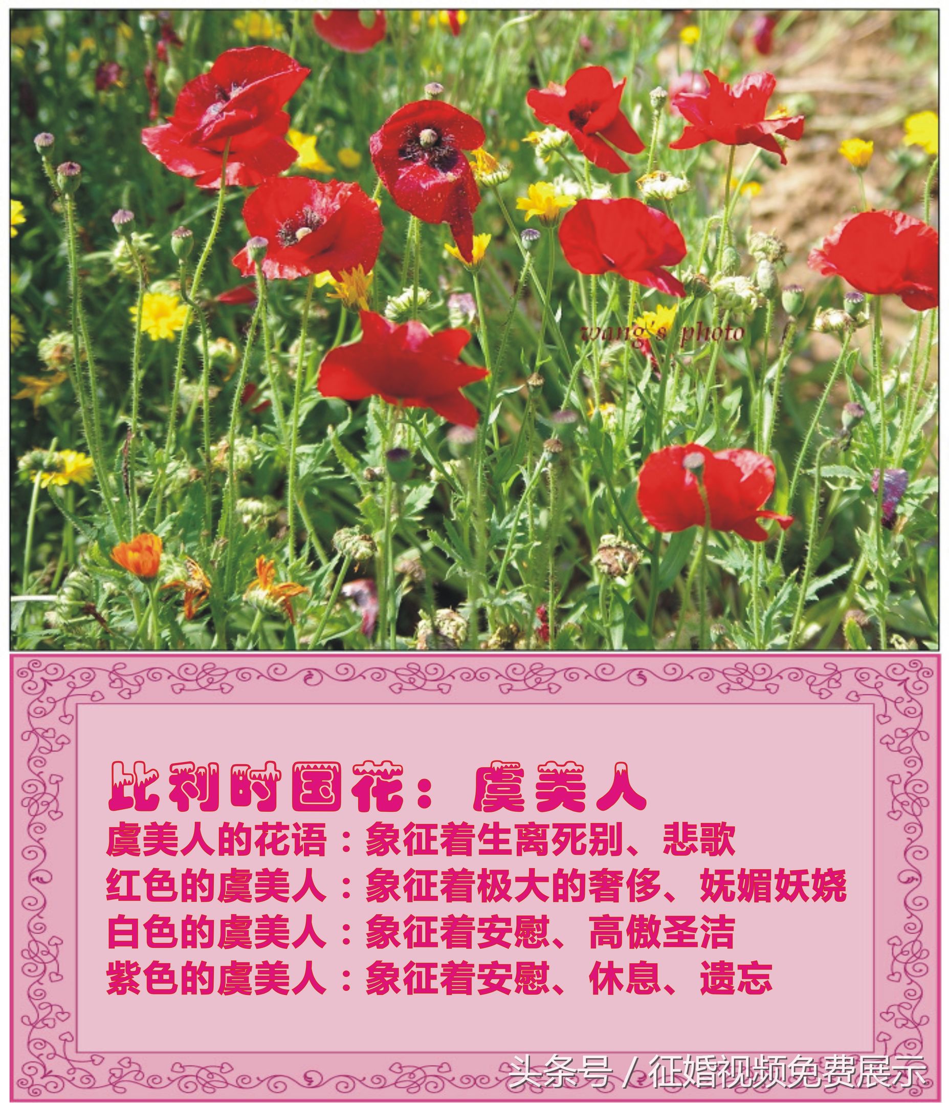 各国国花及象征意义,世界各国国花及寓意