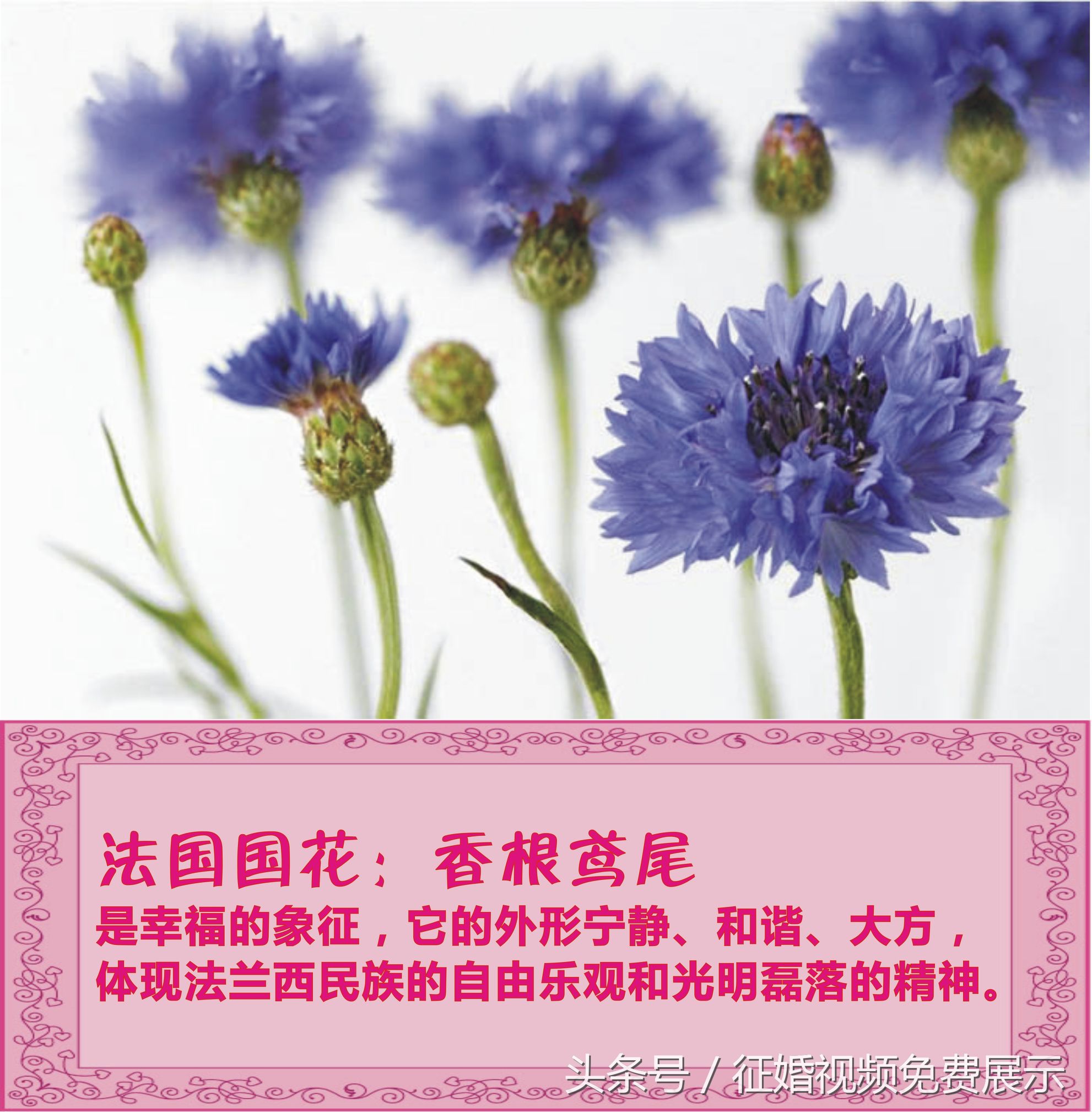 各国国花及象征意义,世界各国国花及寓意