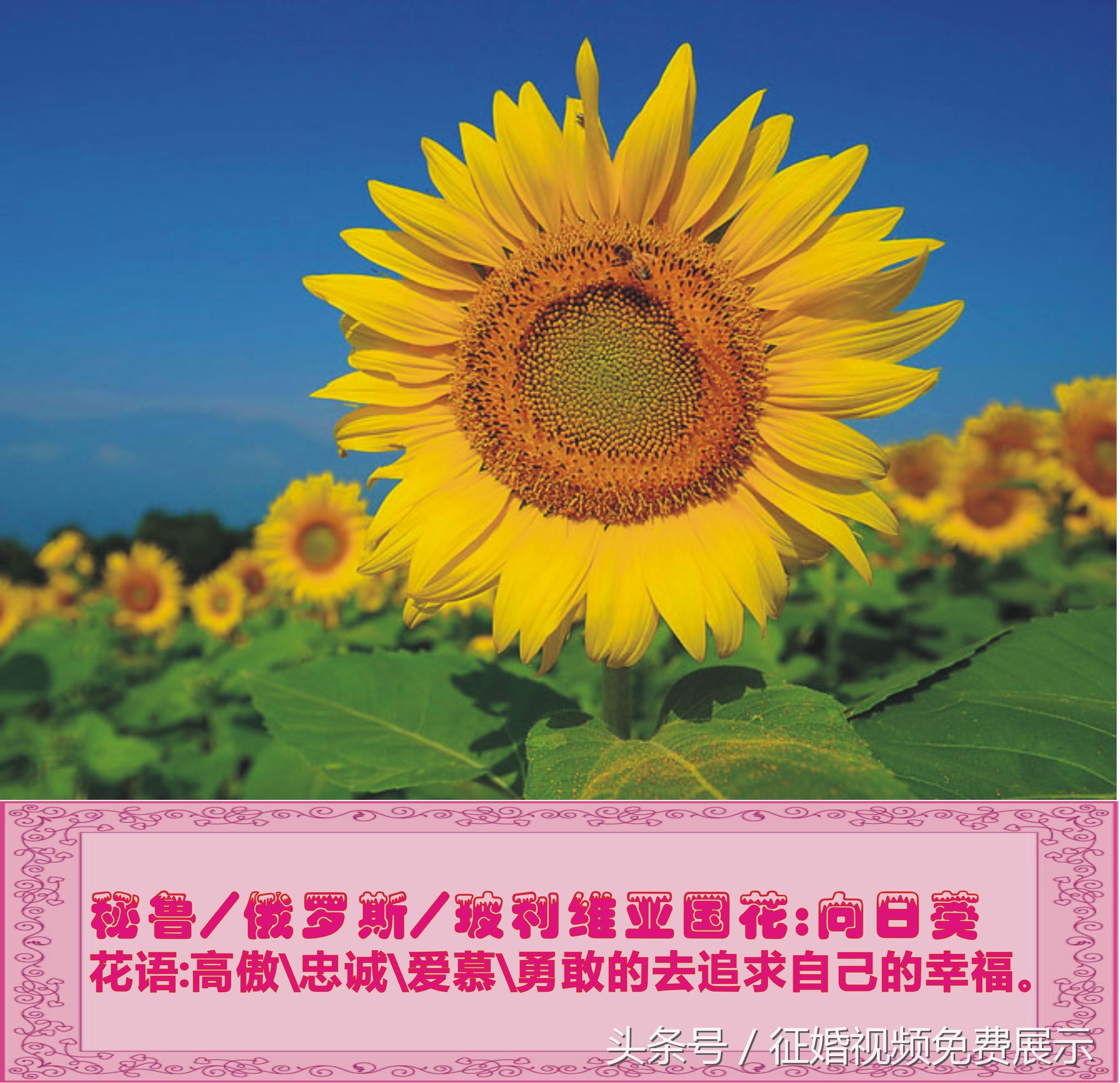 各国国花及象征意义,世界各国国花及寓意