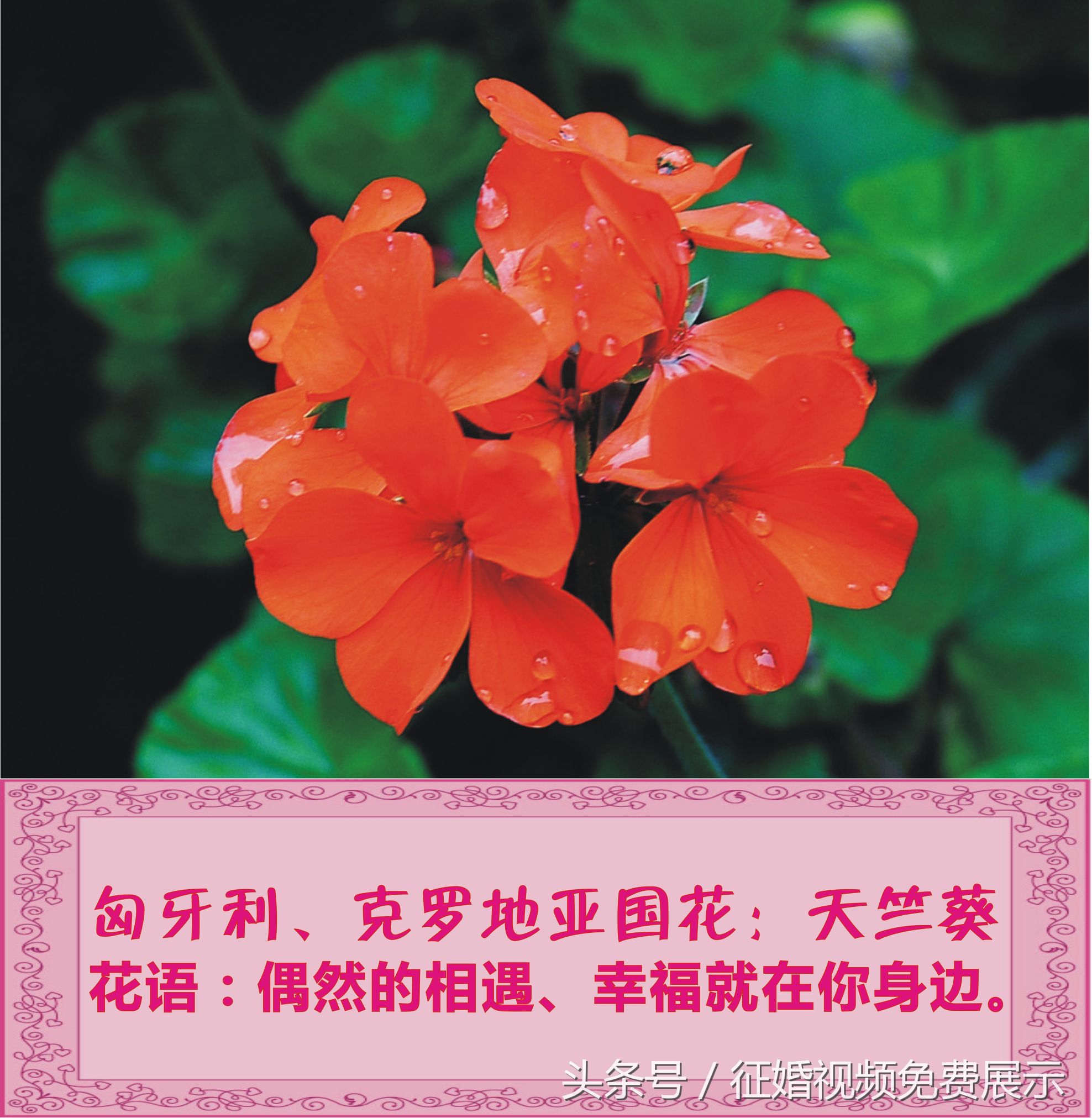 各国国花及象征意义,世界各国国花及寓意