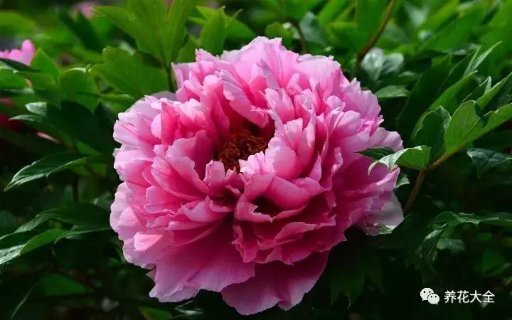 什么花能给十二生肖带来好运,12生肖什么花代表财运