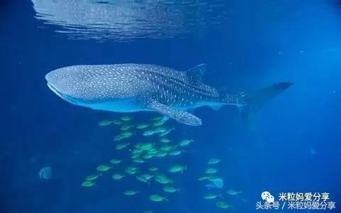 广州亲子游5天自由行不累,适合带宝宝去的亲子游