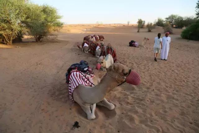 迪拜王子开车去沙漠越野,沙漠越野迪拜沙漠汽车赛