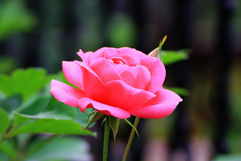 30种小植物,有大作用却很少有人知道的植物