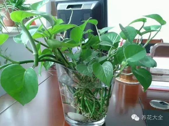 水培植物招财又旺宅,水培红薯怎样才长得旺