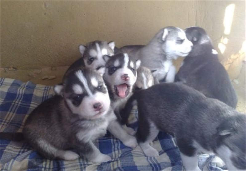 终于相信几十块买到哈士奇了，家中一窝狗崽被奶奶50一只贱卖了