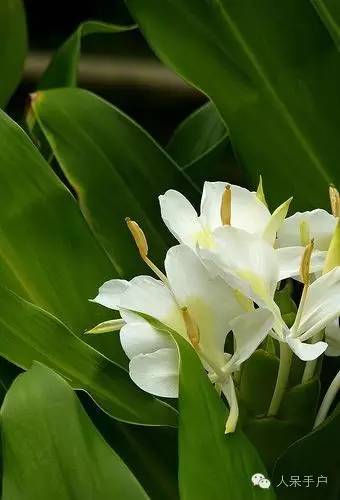 涓浗鍥借姳澶ц祻鍥剧墖,鍥借姳澶ц祻浜氭床鍥剧墖