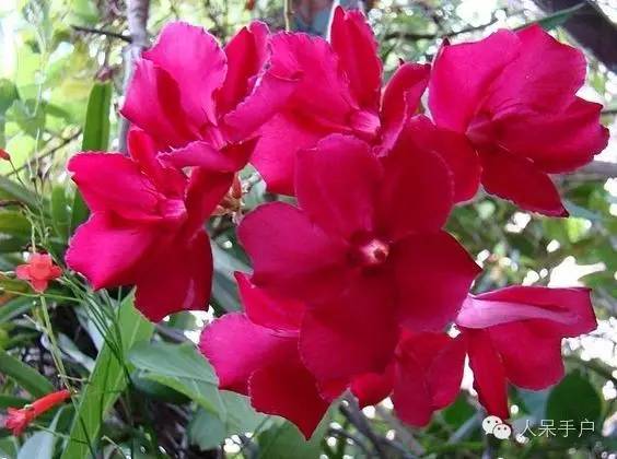 涓浗鍥借姳澶ц祻鍥剧墖,鍥借姳澶ц祻浜氭床鍥剧墖