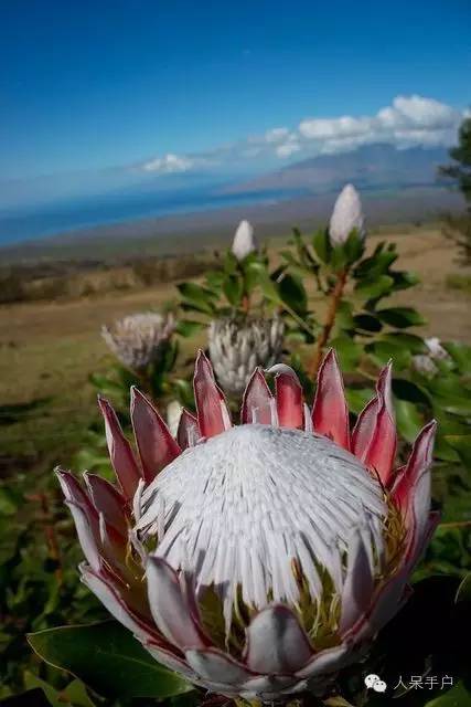 涓浗鍥借姳澶ц祻鍥剧墖,鍥借姳澶ц祻浜氭床鍥剧墖