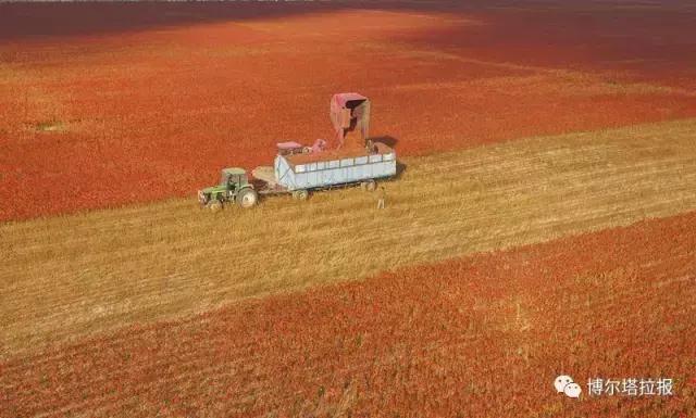 影像记忆资料,影像记忆与群体历史