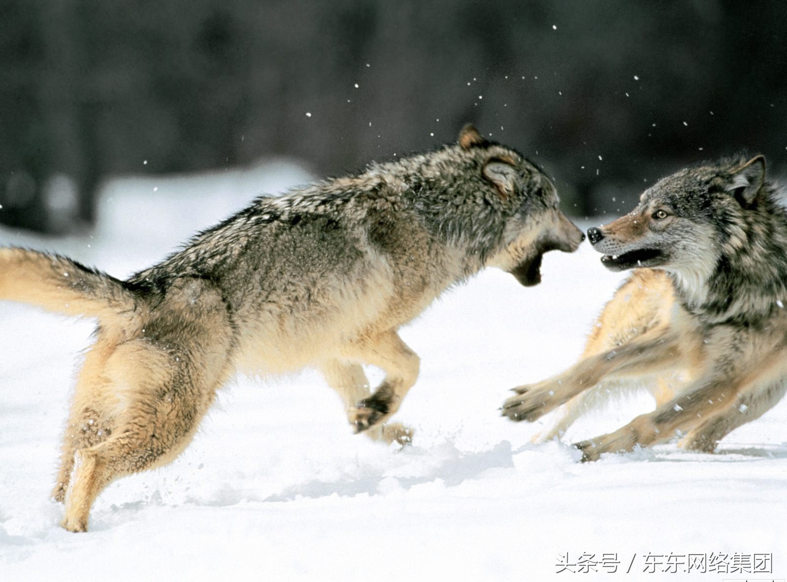 养殖人都怕什么动物,养什么动物比较危险