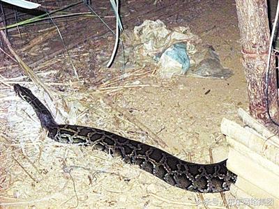 养殖人都怕什么动物,养什么动物比较危险