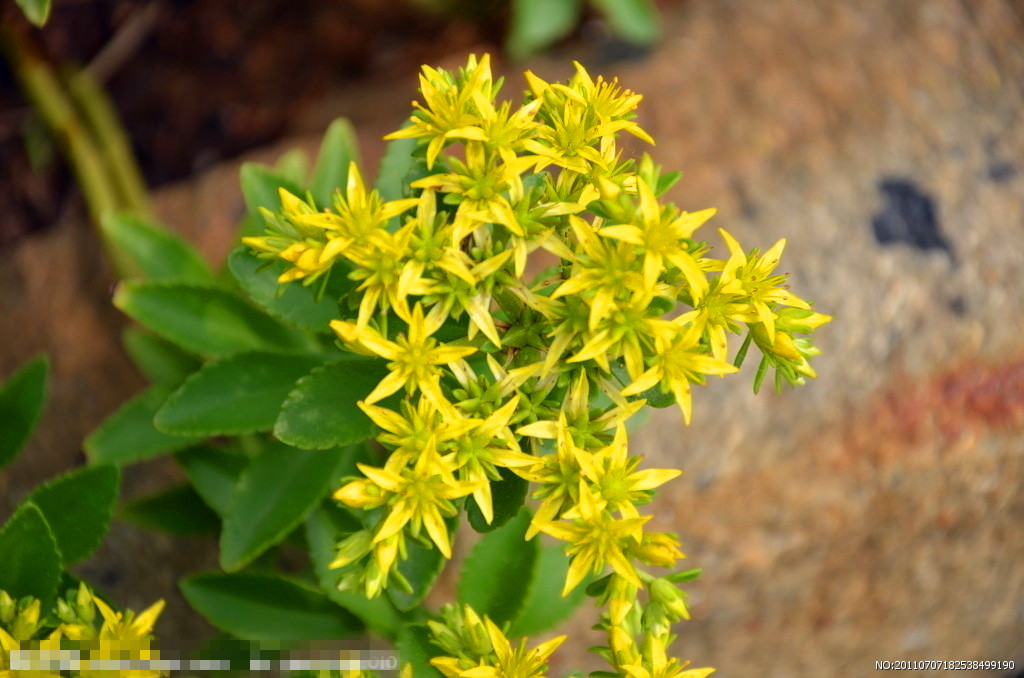 30种小植物,有大作用却很少有人知道的植物