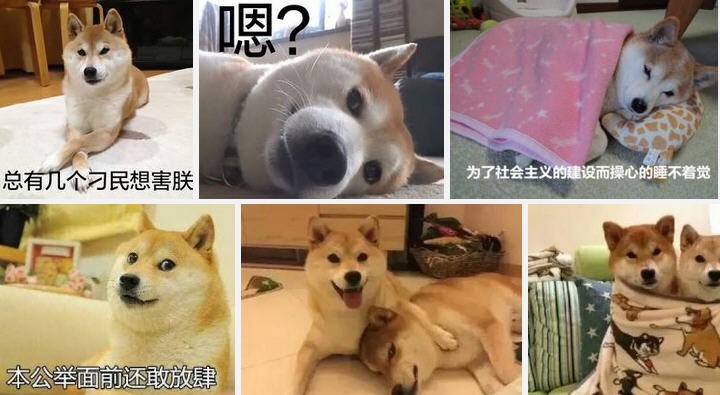 大学生的必备表情包,大学生最爱发的表情包