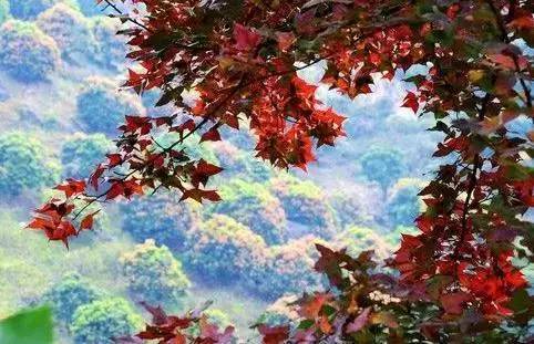 元旦跨年广州去哪玩免费,元旦去哪儿玩广州附近