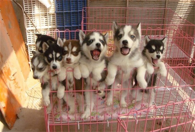 终于相信几十块买到哈士奇了，家中一窝狗崽被奶奶50一只贱卖了