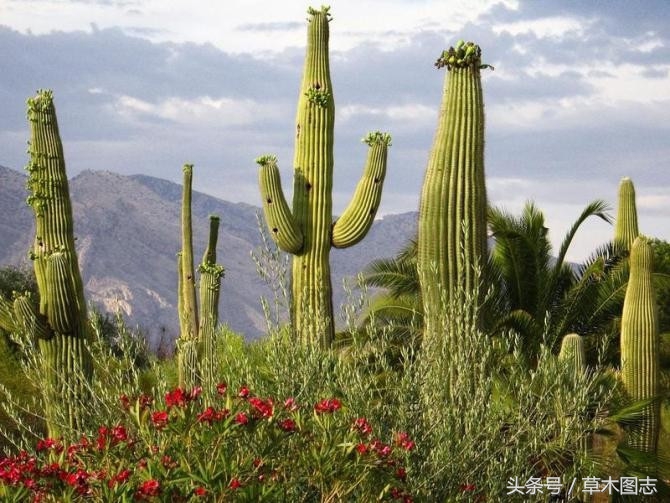 野生接骨草的作用,骨节草能吃吗