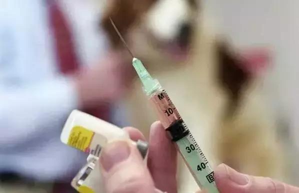 狗狗每次打完疫苗都感冒,狗狗打完疫苗为什么平白无故生气