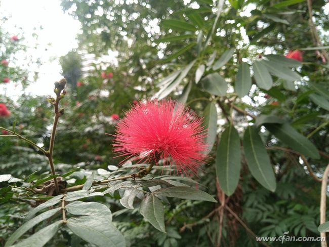 金立m2017怎么样值得购买吗,金立手机m2017有什么缺点呢