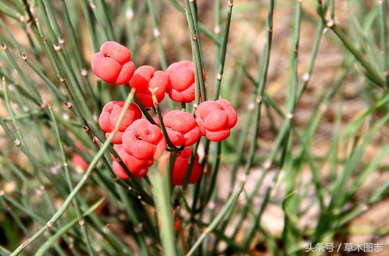 野生接骨草的作用,骨节草能吃吗