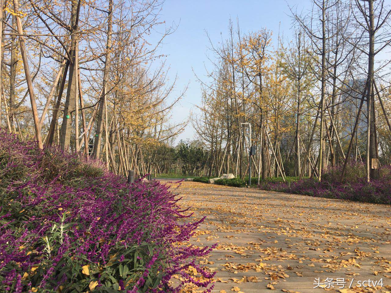 天府新区兴隆湖好玩吗,天府兴隆湖湿地公园