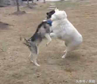 二哈和萨摩耶打闹，萨摩忽然耍流氓，过后二哈却这表现，让人哭笑